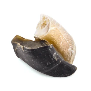 Hind Hoof